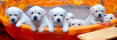 Labrador puppies